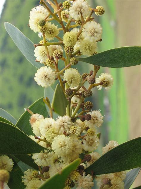 Flowering Australian Blackwood Tree (acacia melanoxylon) – Urban Perennials