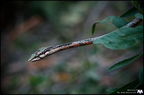 Twig Snake - Okavango Delta - Botswana | © M. Sticca - Maxfe… | Flickr