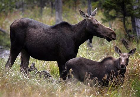 Nova Scotia naturalists take province to court in attempt to enforce ...