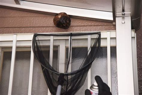 How Much Does Hornet Nest Removal Cost? (2024) - Bob Vila