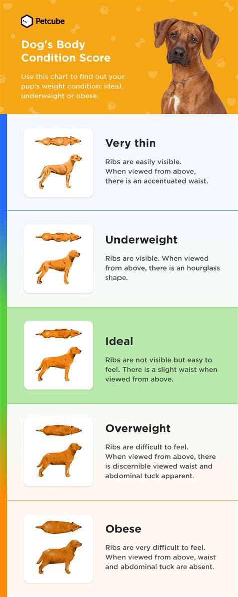 How to Tell if Your Dog Is Overweight?