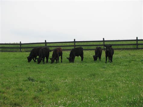 Overgrazing to Aid Pasture Renovation - King's AgriSeeds