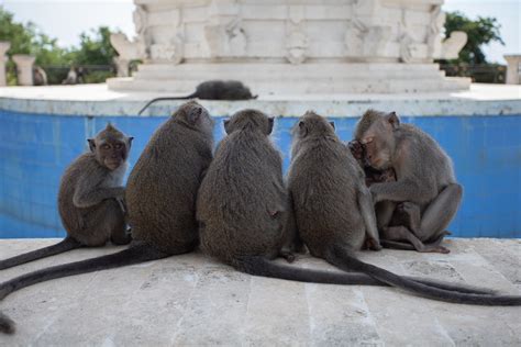 Uluwatu Monkey Forest in Bali | Uluwatu Monkey Forest surrou… | Flickr