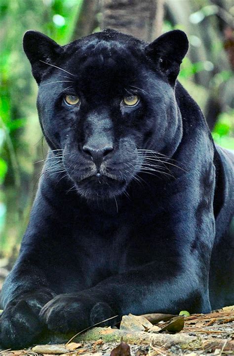 Panther | Wild cats, Big cats, Animals wild