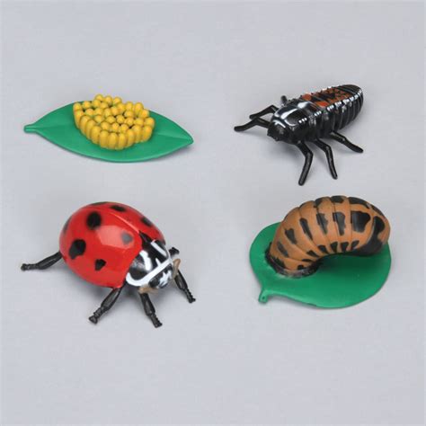 Carolina Biological Supply Company - Ladybug Life Cycle Stages Set customer reviews - product ...