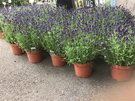 Lavender ‘Hidcote’ – Kew Gardener