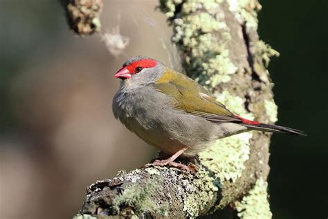 Red-browed Finch Photograph by Doug Wilson | Fine Art America