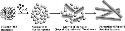 Preparation of rod-like HAp nanoparticles using the hydrothermal method. | Download Scientific ...