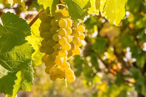 Chardonnay: Characteristics of the Grape and Wines