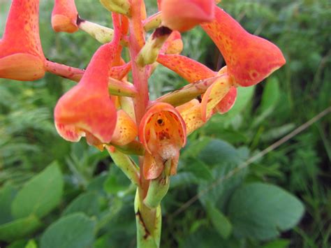 Central African Plants - A Photo Guide - Disa robusta N.E.Br.