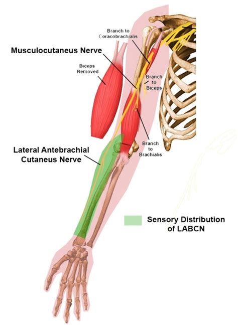 Lateral antebrachial cutaneous nerve : 네이버 블로그