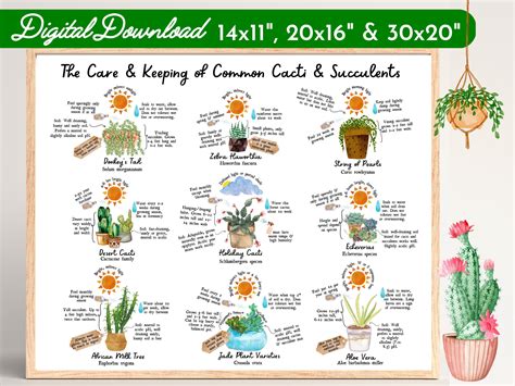 Cacti & Succulents Illustrated Care Guide-indoor - Etsy