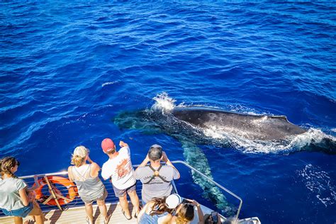 Premium Whale Watch Tour in Maui | Teralani Sailing Adventures