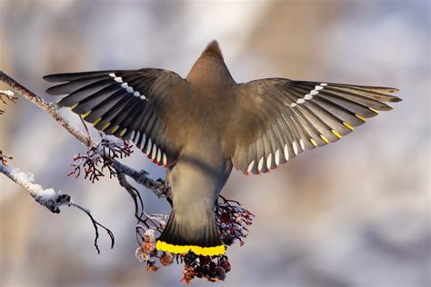 Bohemian waxwings | A bohemian waxwing spreads its wings whi… | Flickr