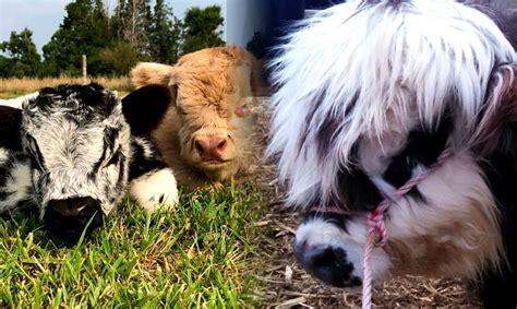 Fluffy Mini Cows Are Adorable And Yes, They Do Make Great Pets! - Awareness Act