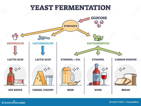 Yeast Fermentation Process Principle for Drinks and Food Outline Diagram Stock Vector ...