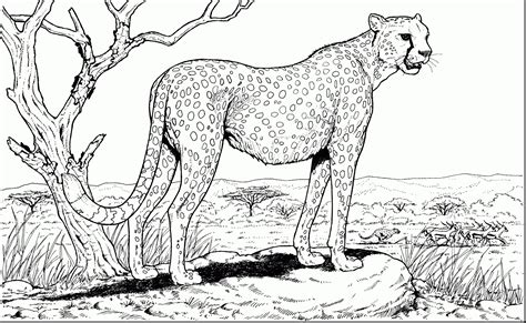 Pin on Animal Coloring Pages Collection