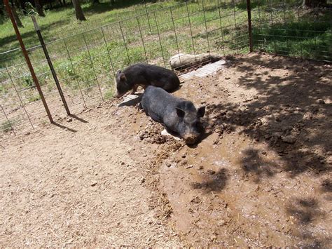 Sweet Pig Farm: Mud Diving Pigs