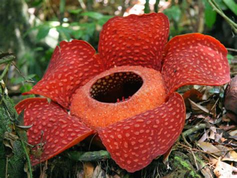 Rafflesia arnoldii (Corpse Flower) - World of Flowering Plants