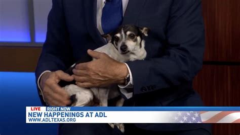 Animal Defense League unveils current animals up for adoptions, new partnerships | WOAI