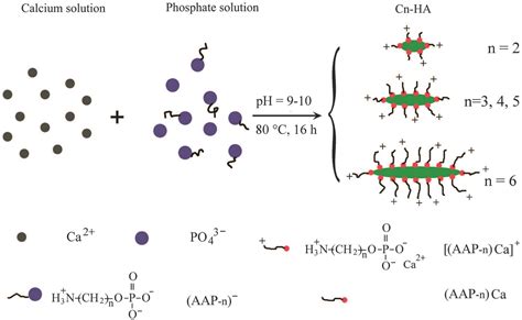 Water Dispersible Hydroxyapatite Nanoparticles Functionalized By A ...