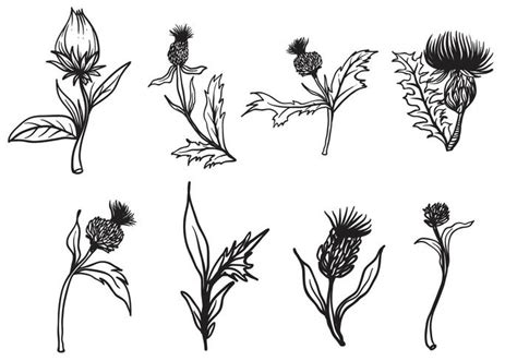 Free Hand Drawn Thistle Vector 130942 Vector Art at Vecteezy