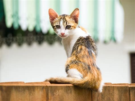 Gato muito magro: entenda se há algo errado! - Veterinária Pet Pillow