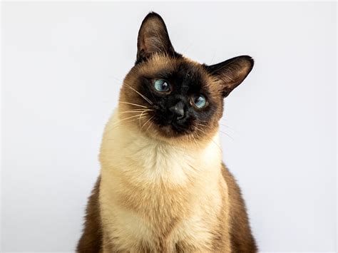 Pure Black Siamese Cats: Do They Exist? | UKPets