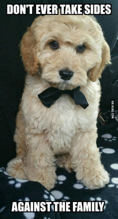 Puppy version of the godfather Cute Animal Memes, Cute Animal Videos ...