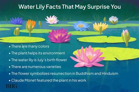 6 Water Lily Facts That Will Make You Love Them Even More