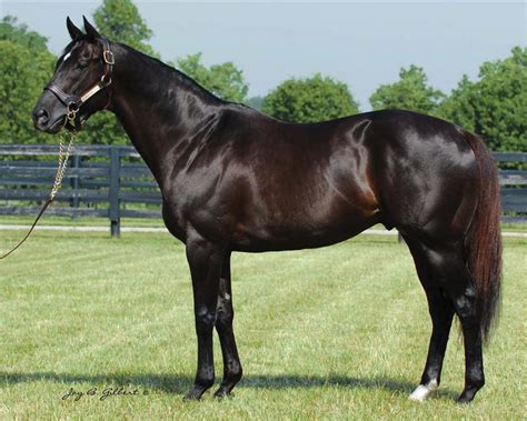 More Than Ready, Congrats among stallions relocating to WinStar ...