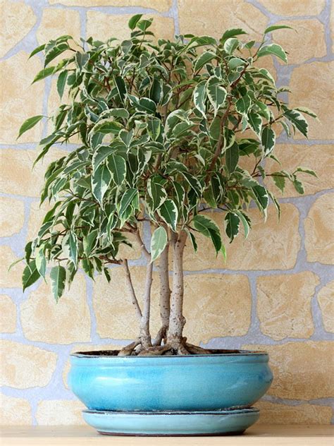 Variegated Weeping Fig Tree (ficus benjamina variegata) – Real Tropicals