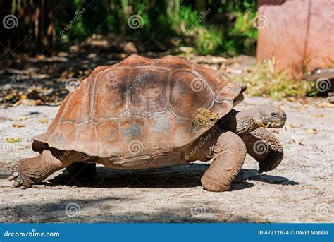 Galapagos Tortoise stock photo. Image of status, galapagos - 47212874