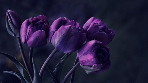 Closed Dark Purple Flowers In Blur Background HD Dark Purple Wallpapers | HD Wallpapers | ID #55800