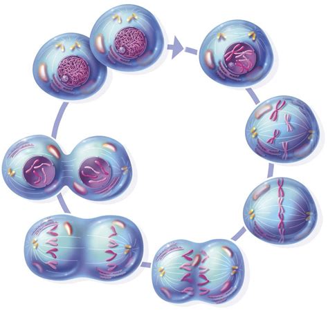 Stages Of Prokaryotic Cell Division - Cell Division