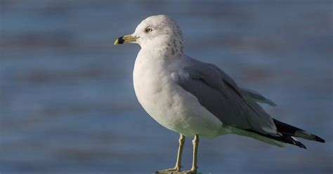 Seabirds Portugal: Larus delawarensis (II)