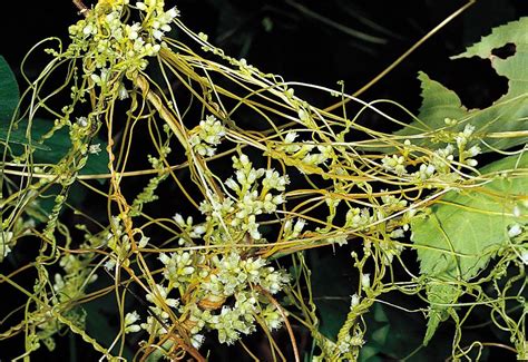 Dodder | Description, Parasitism, & Facts | Britannica