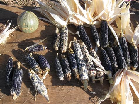 High Desert Home Garden: Hopi Blue Corn Harvest