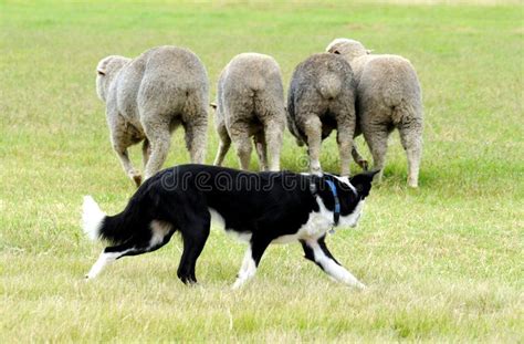 63+ Border Collie Herding Sheep Competition - l2sanpiero