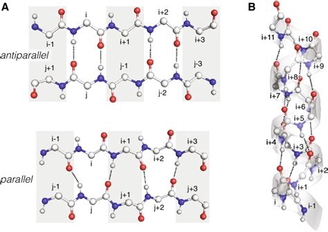 Characteristic hydrogen bond patterns in secondary structure elements.... | Download Scientific ...