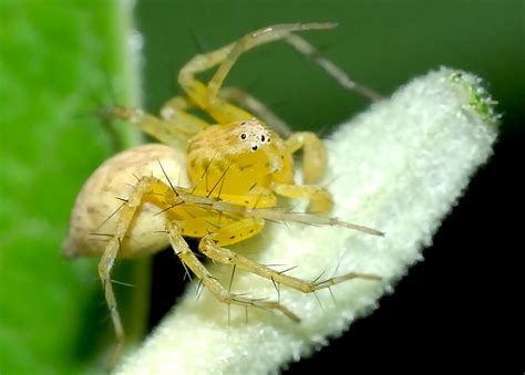 Yellow Lynx Spider - Oxyopes variabilis