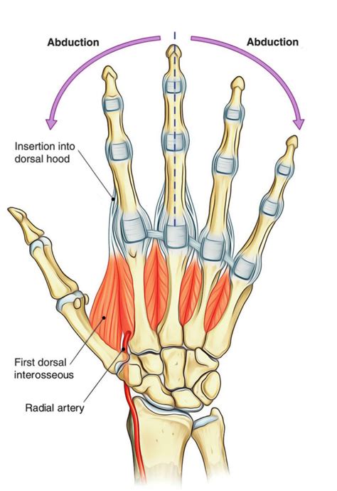 Dorsal Interossei (Hand and Foot) – Earth's Lab