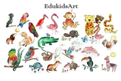 amazon rainforest animals of South America clipart A-Z