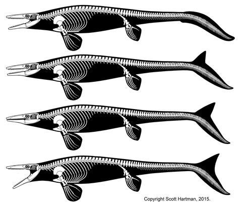 Mosasaur Tails - "Teaching the Controversy"Dr. Scott Hartman's Skeletal Drawing.com ...