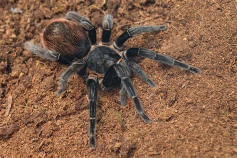 Tarantula Habitat: Where Do Tarantulas Live?