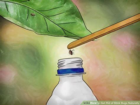 4 Ways to Get Rid of Stink Bugs Naturally - wikiHow