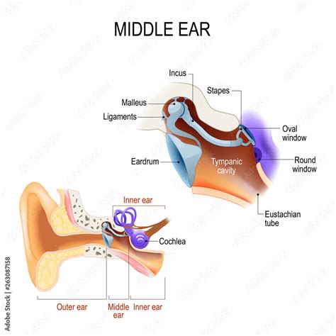 Middle ear. Three ossicles: malleus, incus, and stapes (hammer, anvil ...