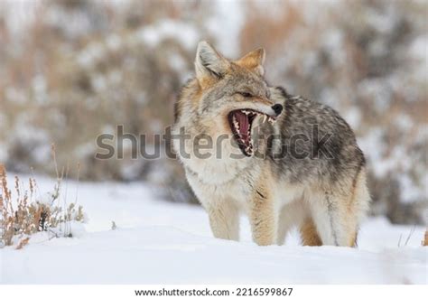 Coyote Snarling Available License Stock Photo 2216599867 | Shutterstock