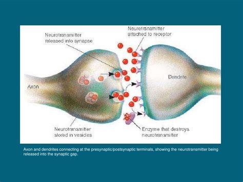 The Synapse And The Presynaptic And Postsynaptic Terminals