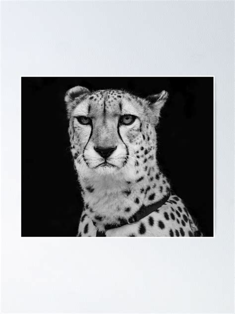 "Cheetah at Myrtle Beach Zoo" Poster for Sale by Cierv0 | Redbubble